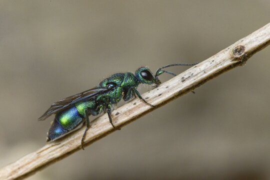 Blue golden wasp, cyan jewel wasp, golden wasp, hymenoptera, trichrysis cyanea, insects, insects