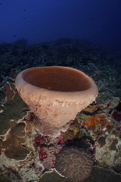 Barrel sponge (Xestospongia testudinaria) on the seabed of a coral reef, dive site SD, Nusa Ceningan, Nusa Penida, Bali, Indonesia