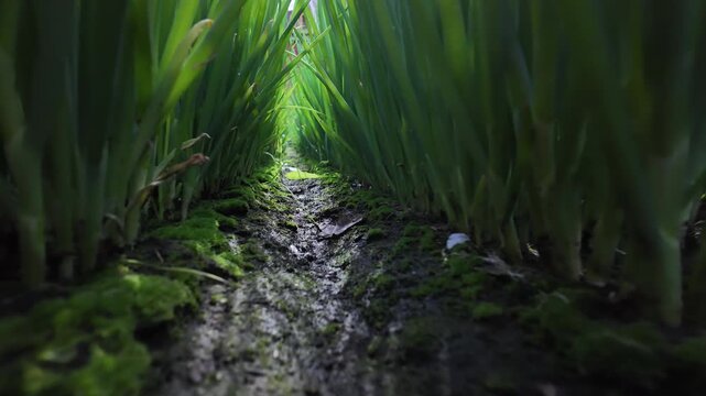 Silhouettes of green onions against the sky. View from below. Young red onion plants.