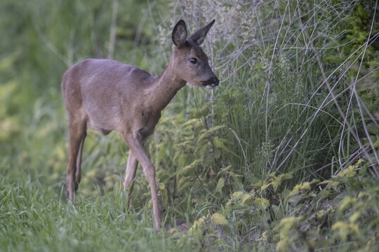 Roe deer (Capreolus capreolus), Emsland, Lower Saxony, Germany