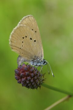 Ant blue, dark meadowbutton ant blue, dusky large blue, glaucopsyche nausithous, maculinea nausithous, phengaris nausithous, black blue meadowbutton ant blue, meadowbutton ant blue, butterfly, egg deposition, egg deposition, high size, portrait format, insects, butterfly, tag butterflies