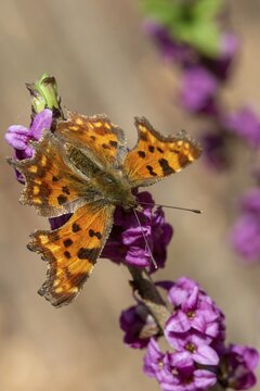 C-butterfly, Daphne Mezereum, real Daphne, February Daphne, common Daphne, common Daphne, common Daphne, Cellar neck, Nymphalis C-album, Polygonia C-album, Daphne, Sparrow tongues, Thymelaeaceae, Butterfly, Flora, spring, high size, portrait format, insects, mezereon, mezereon Eum, plants, butterflies, spring, spurge laurel, spurge olive, butterflies