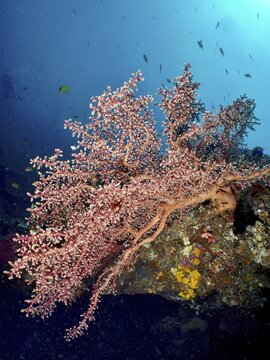 Godeffroy's soft coral (Siphonogorgia godeffroyi) spreads across a rock underwater, USAT Liberty dive site, Tulamben, Bali, Indonesia