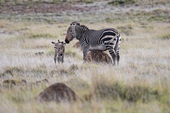 Cape Mountain Zebra (Equus zebra zebra), mother with foal, Mountain Zebra National Park, Eastern Cape, South Africa