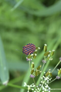 Stripe bugs (Graphosoma italicum) mating on a flower of the meadow chervil (Anthriscus sylvestris), macro photograph, Wilnsdorf, North Rhine-Westphalia, Germany