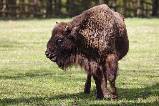 European bison (Bos bonasus) also captive, Germany