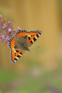 Small tortoiseshell (Aglais urticae), on butterfly bush or butterfly-bush (Buddleja davidii), Wilnsdorf, North Rhine-Westphalia, Germany