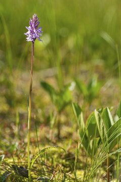 Dactylorhiza fuchsii, Finland, fox orchid, fox fingerroot, fox knuckle herb, fox fingerroot, fox orchid, orchids, orchid plants, forest orchid, common orchid, flora, high size, portrait format, plants, plants