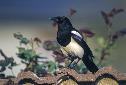 Magpie, pica pica, birds, corvidae family of birds, garden, passeri, corvids, songbirds, birds
