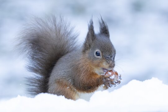 Red squirrel (Sciurus vulgaris) adult animal eating a hazel nut in snow in winter, England, United Kingdom