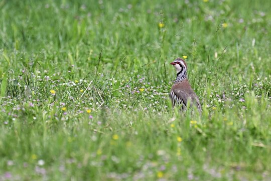 Red-legged Partridge (Alectoris rufa), standing in a meadow, Camargue, southern France, France