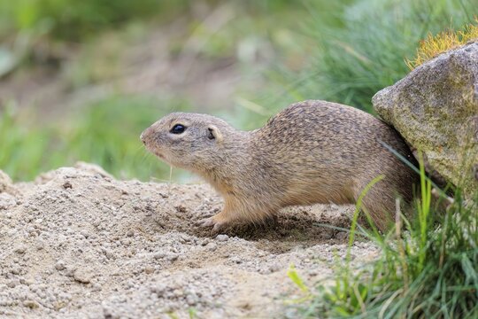 A fully grown ground squirrel (Spermophilus citellus) sits on gravel next to green vegetation on a cloudy day in hilly terrain. Austria