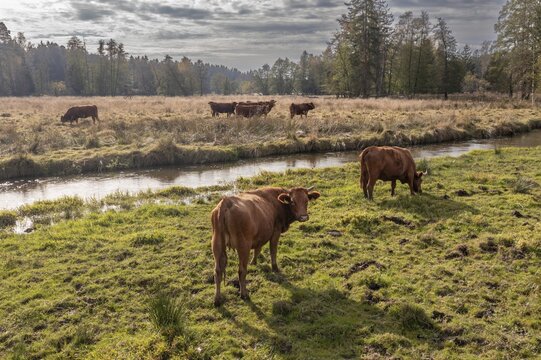 Artiodactyla, Bavaria, Bos Taurus sspec.5, cattle, even-toed ungulate, H&ouml;henvieh, Upper Palatinate, cloven-hoofed, Rotes H&ouml;henvieh, Tirschenreuth, Waldnaab, Waldnaabaue, wild willows Waldnaabaue, aerial view, domesticated animals, pet, aerial view, mammals, cattle, mammals