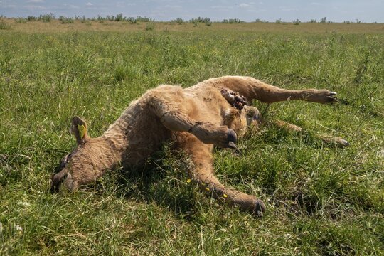 Artiodactyla, Bos Primigenius Taurus, Carrion, Cattle, Even-Toed Ungulate, Domestic Cattle, Hooded, Carrion, Dead, Domesticated Animals, Pet, Cadaver, Cow, Mammals, Cattle, Mammals, Dead