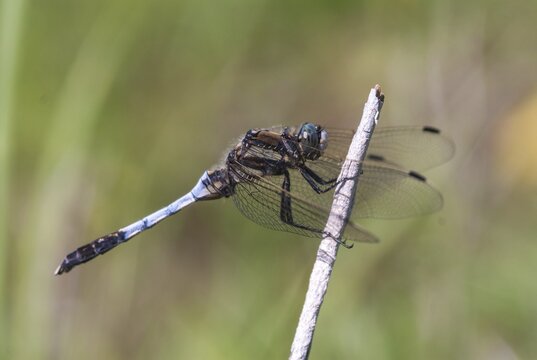 Eastern blue arrow, orthetrum albistylum, white-tailed skimmer, anisoptera, damselflies, dragonflies, Greece, insects, dragonflies, males, odonata