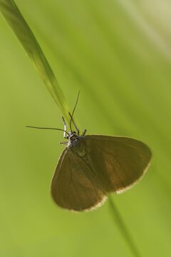 Drab Looper, Minoa Murinata, Geometer Moth, Milkweed, High Size, Portrait Format, Insects, Moths, Moths, Butterflies