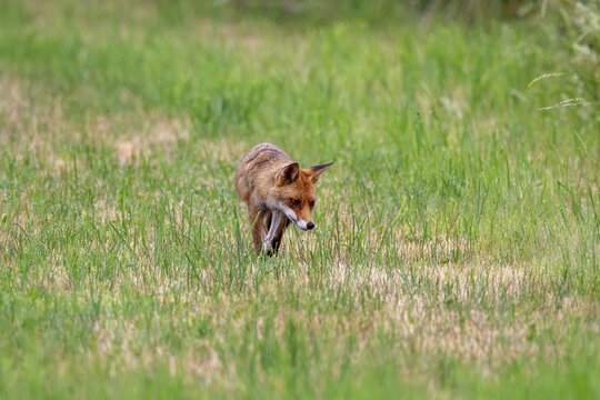 Red fox (Vulpes vulpes), Vulkaneifel, Rhineland-Palatinate, Germany