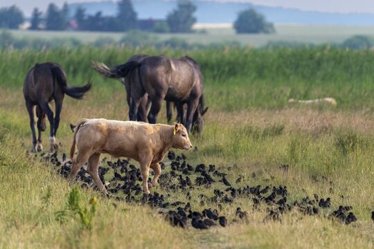 Artiodactyla, Bos Primigenius Taurus, Cattle, Equus Caballus, Even-Toed Ungulate, Germany, Gro&szlig;er Schwerin, domestic horse, pet, Mecklenburg, odd-toed ungulates, cloven-hoofed, perissodactyla, starling, sturnus vulgaris, birds, domesticated animals, extensive grazing, pet, cow, mammals, M&uuml;ritz, nature reserve, nature reserve, passeri, horse, cattle, swarm, songbirds, songbirds, mammals, unpaired ungulates, flock of birds, birds