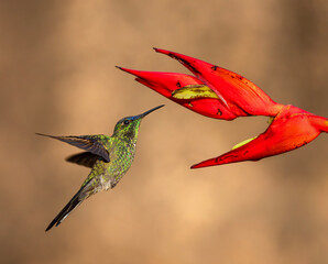 Picaflor corona violacea ave © Sergio