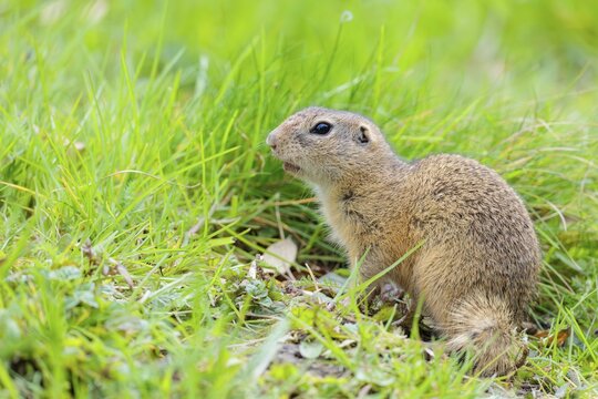 An adult ground squirrel (Spermophilus citellus) eats leaves and flowers on a cloudy day in a green meadow. Austria