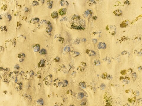 Sparse desert vegetation, mainly Salsola species. Aerial view. Drone shot. Namib Desert, Skeleton Coast, Namibia