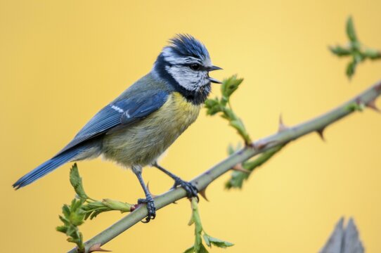 Blue tit, parus caeruleus, birds, song, tit, passeri, singing, songbirds, songbirds, tits, birds