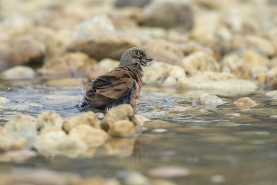 Acanthis cannabina, bloodtail, linaria cannabina, linnet, bath, bird bath, birds, hanfling, male, passeri, songbirds, songbirds, drinking, birdbath, birds, watering place