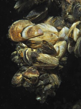 Cluster of quagga mussels (Dreissena rostriformis bugensis), invasive species, under dark underwater conditions, Wildsau dive site, Berlingen, Lake Constance, Switzerland, Germany