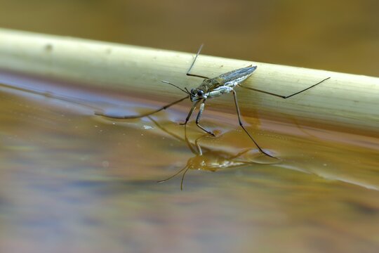 Aquarius najas, stream strider, gerris najas, heteroptera, river skater, black-backed strider, water strider, insects, bugs