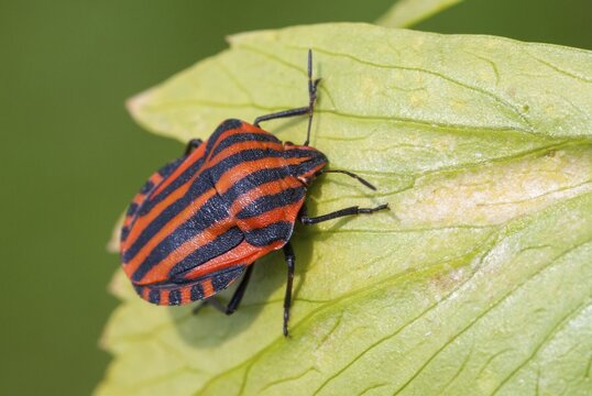 Graphosoma italicum, minstrel bug, striped bug, leaf bugs, insects, bugs