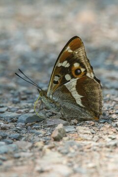 Apatura Iris, large Schiller butterfly, purple emperor, butterfly, high size, portrait format, insects, butterfly, butterflies
