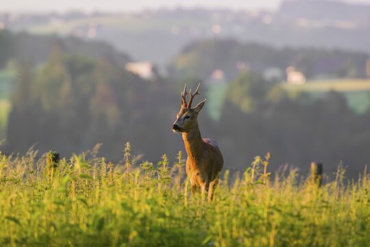 A roe deer buck (Capreolus capreolus) stands in a meadow in the first light of the day