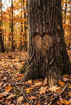 Beautiful heart-shaped carving etched into rugged tree trunk in peaceful autumn woodland, golden leaves on forest floor, softly blurred trees on background, romantic natural atmosphere.