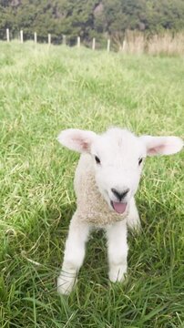 Adorable baby lamb sticking tongue out while jumping in green grassy meadow motion video footage