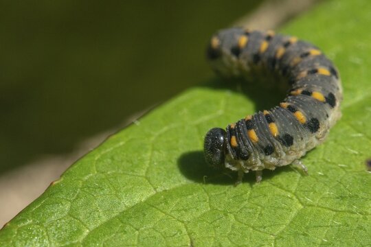 Abia sericea, cimbicidae, club horned sawfly, hymenoptera, clubhorn leaf wasp, clubhorn leaf wasps, small silky clubhorn leaf wasp, plant wasps, scabious sawfly, symphyta, inchworm, insects, larva, caterpillar