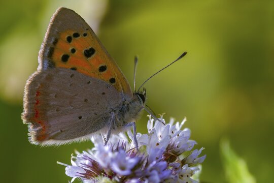 Fire moth, small fire moth, Lycaena phlaeas, small copper, butterfly, insects, butterflies, butterflies