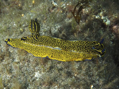 A colourful, ornate sea snail, the yellow-and-purple star snail (Felimare picta), moves across the seabed at the El Cabron Marine Reserve dive site, Arinaga, Gran Canaria, Spain, Europe, Atlantic Ocean