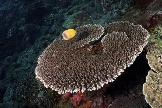 Table coral (Acropora hyacinthus) with yellow Sunburst Butterflyfish (Chaetodon kleinii) on a reef in an underwater landscape, dive site Toyapakeh, Nusa Ceningan, Nusa Penida, Bali, Indonesia