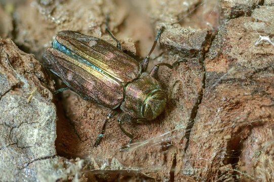 Chrysobothris affinis, gold pit oak splendour beetle, goldmine oak beetle, golddot hardwood beetle, beetle, coleoptera, insects, beetles