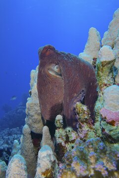 Large blue octopus (Octopus cyaneus) among stony corals. Dive site Erg Fougani, Mangrove Bay, El Quesir, Egypt, Red Sea