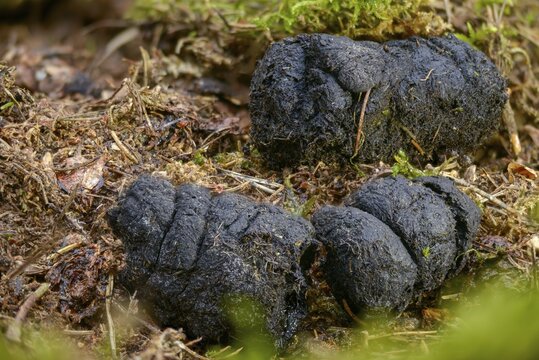 Artiodactyla, even-toed ungulate, cloven-hoofed, wild boar, wild boar, droppings, dung, feces, slang, mammals, dung, mammals