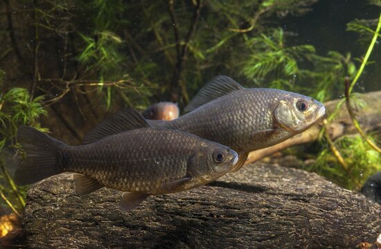 Carassius carp, crucian carp, cobbler carp, fish, fishes, pisces