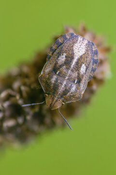 Eurygaster testudinaria, heteroptera, turtle bug, tortoise shield bug, high size, portrait format, insects, bugs