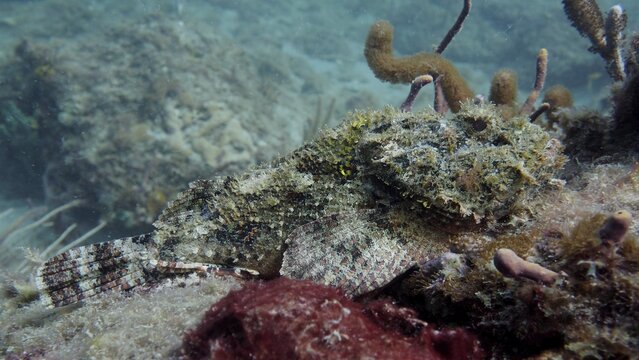 A well camouflaged banded scorpionfish (Scorpaena plumieri), lying motionless on the sandy seabed next to corals, dive site Nursery, Pompano Beach, Florida, USA