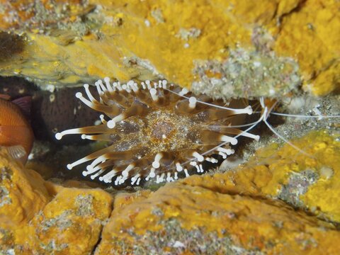 Yellow sea anemone with white tentacles, club anemone (Telmatactis cricoides), amongst rocks, dive site: El Cabron Marine Reserve, Arinaga, Gran Canaria, Spain, Europe, Atlantic Ocean