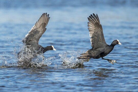 Common Eurasian Coot (Fulica atra), D&uuml;mmer, Lembruch, Lower Saxony, Germany