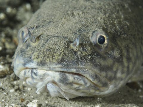 Close-up of the head of a camouflaged fish: burbot (Lota lota), dace, at the Williams Reef dive site, Herrliberg, Lake Zurich, Canton of Zurich, Switzerland