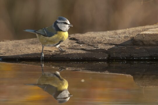 Blue tit, parus caeruleus, bath, bathe, bird bath, birds, tits, passeri, songbirds, tits, drinking water, birdbath, birds, watering place