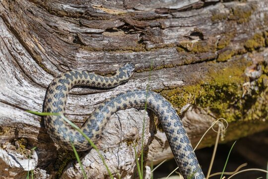 A common European adder (Vipera berus) creeps across a root stock on a sunny day. Bavaria, Germany