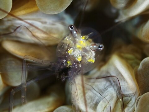 Close-up of a prawn with bright yellow spots, Smit's bubble coral prawn (Palaemonella smiti), Spice Reef dive site, Penyapangan, Bali, Indonesia